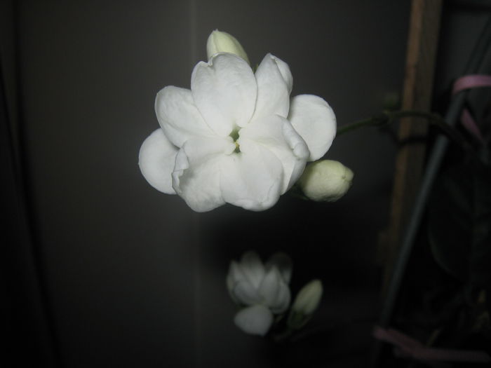 Picture My plants 2609 - Jasminum Made Of Orleans
