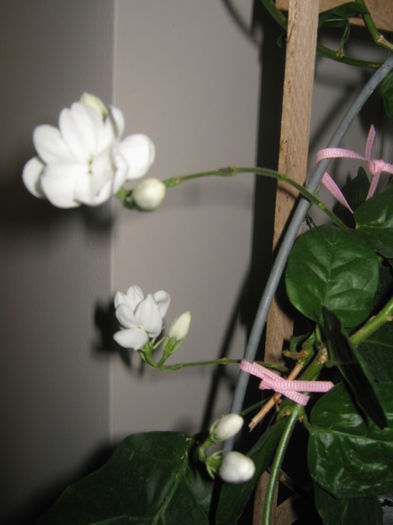 Picture My plants 2614 - Jasminum Made Of Orleans