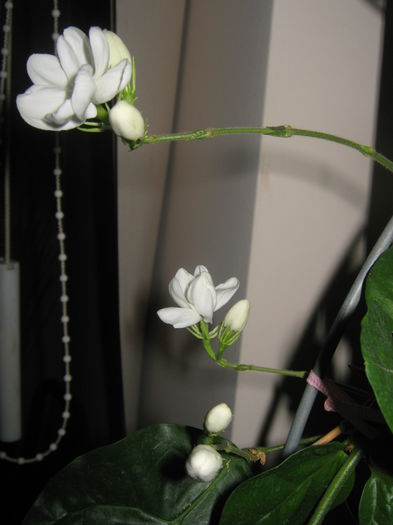 Picture My plants 2612 - Jasminum Made Of Orleans