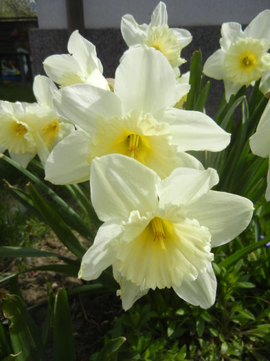 Narcissus Ice Follies (2015, April 04)