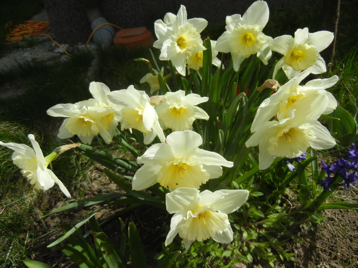 Narcissus Ice Follies (2015, April 04)