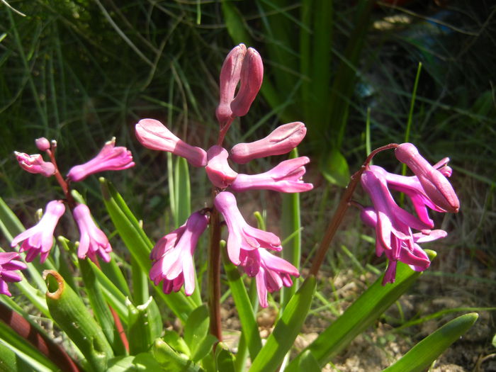 Hyacinth Woodstock (2015, April 05)