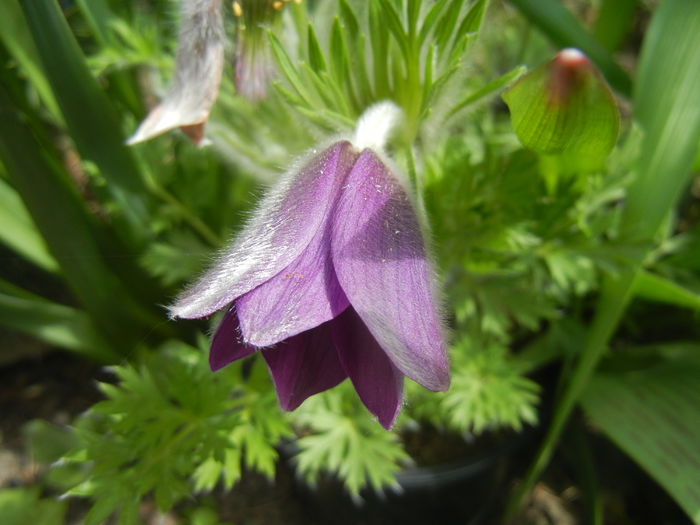 Pasque Flower_Pulsatilla (2015, Apr.04) - PASQUE FLOWER Pulsatilla