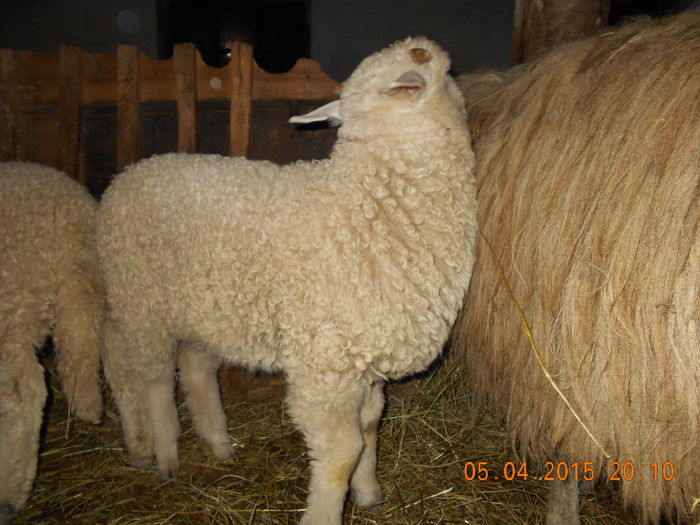 DSCN3146 - Productia De Miei 2015