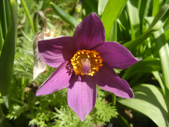 Pasque Flower_Pulsatilla (2015, Apr.05)