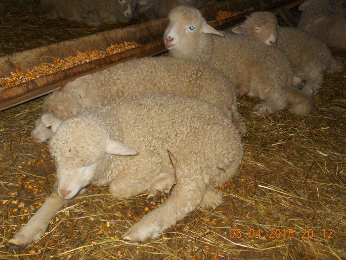 DSCN3157 - Productia De Miei 2015