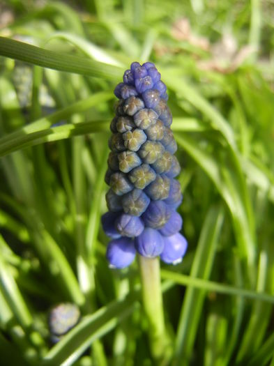 Muscari armeniacum (2015, April 04) - Muscari Armeniacum