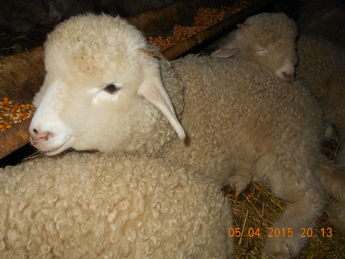 DSCN3159 - Productia De Miei 2015