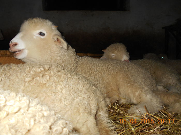 DSCN3160 - Productia De Miei 2015