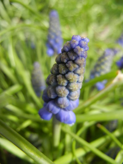 Muscari armeniacum (2015, April 04) - Muscari Armeniacum