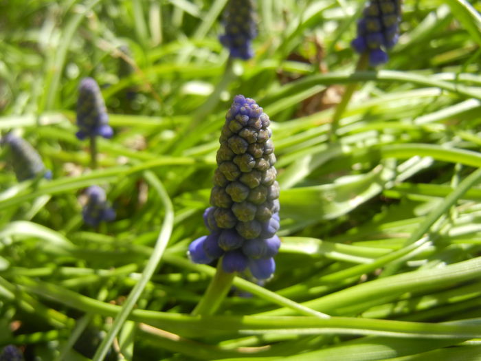 Muscari armeniacum (2015, April 05) - Muscari Armeniacum