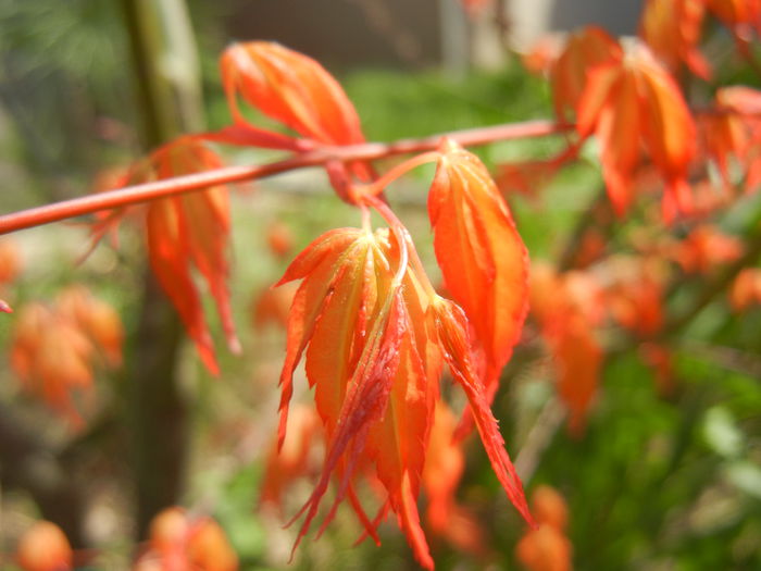 Acer palmatum Katsura (2015, April 05) - Acer palmatum Katsura