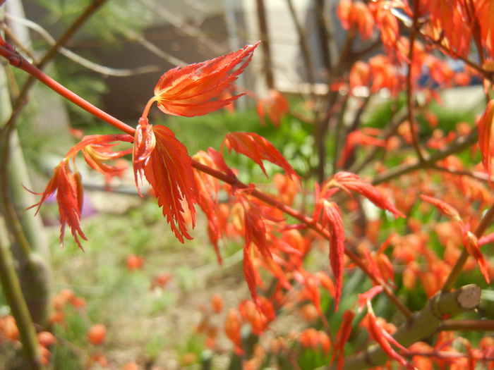 Acer palmatum Katsura (2015, April 05) - Acer palmatum Katsura