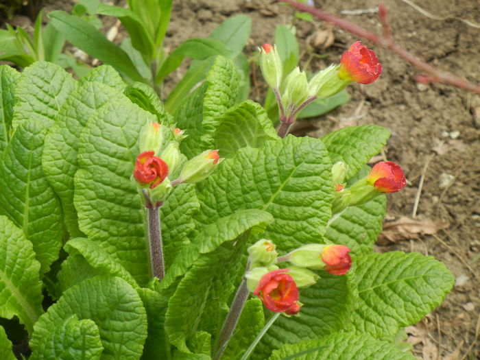 Primula polyanthus Red (2015, April 04) Primula polyanthus Red (2015, April 04)