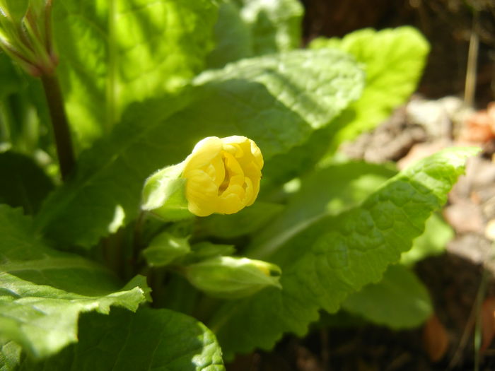 Primula polyanthus Yellow (2015, Apr.05)