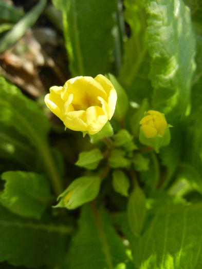 Primula polyanthus Yellow (2015, Apr.05)