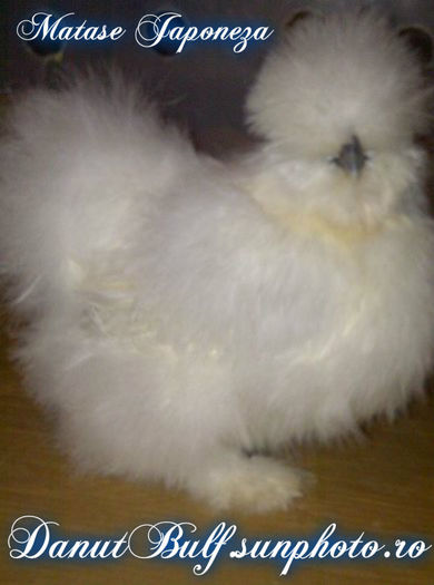 Matase Japoneza matca 2015; CAMPIOANA
