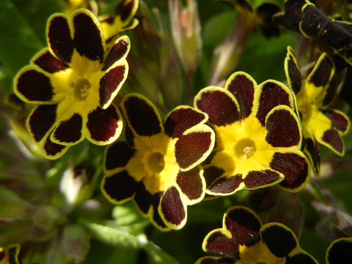 Primula elatior Gold Lace (2015, Apr.05) - PRIMULA Elatior Gold Lace