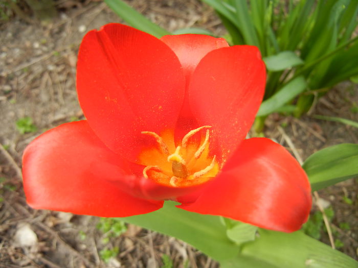 Tulipa Showwinner (2015, April 04)