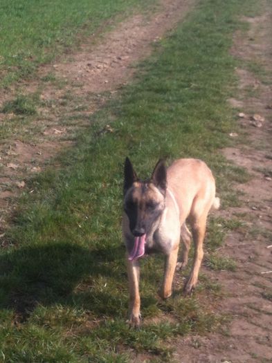 image - Ciobanesc Belgian Malinois