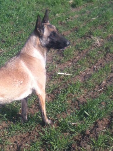 image - Ciobanesc Belgian Malinois