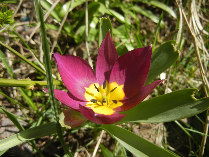 Tulipa Persian Pearl (2015, April 05)