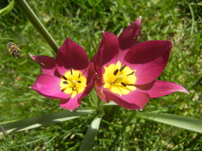 Tulipa Persian Pearl (2015, April 05)