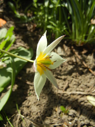 Tulipa Turkestanica (2015, April 05)
