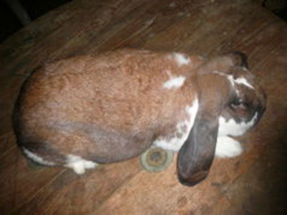 Femela culoarea: Thuringer_Mantulat_C (2015) - arhiva matca-berbeci