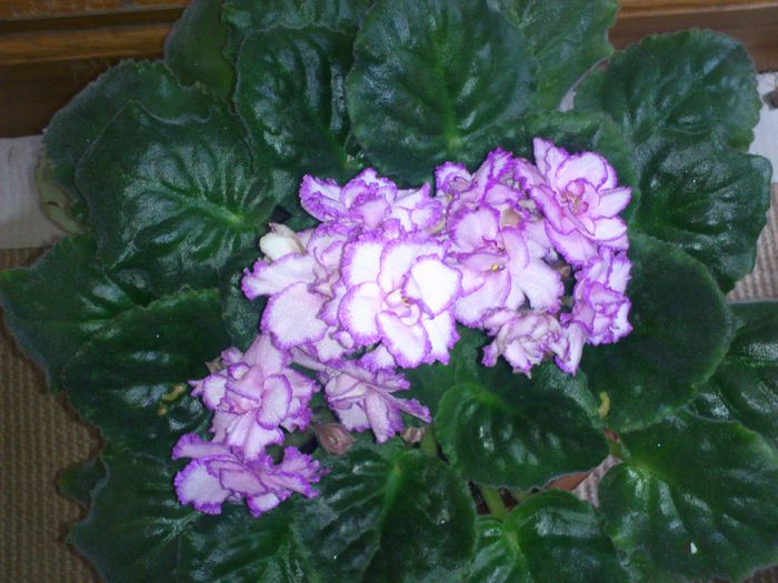 DSC_0508 - EK-Spring Aquarelle