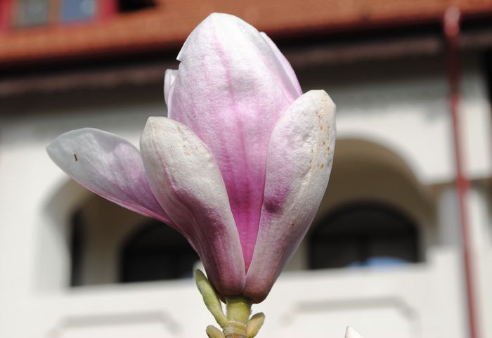 magnolie - 2015 plantele mele