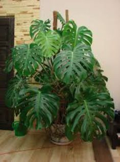 GASIT Philodendron - Dorinte