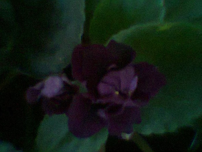 Venera - Violete 2015