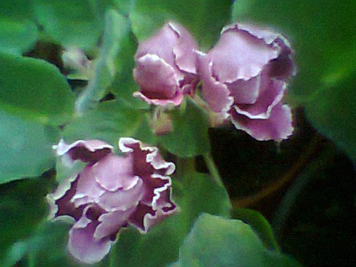 Rs Bog Solntsa - Violete 2015