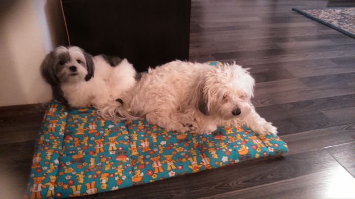 DSC_0874 - Fritz  Bella  Mimi