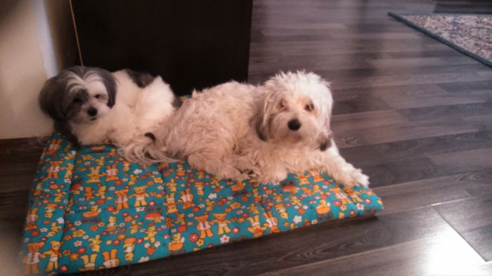 DSC_0875 - Fritz  Bella  Mimi