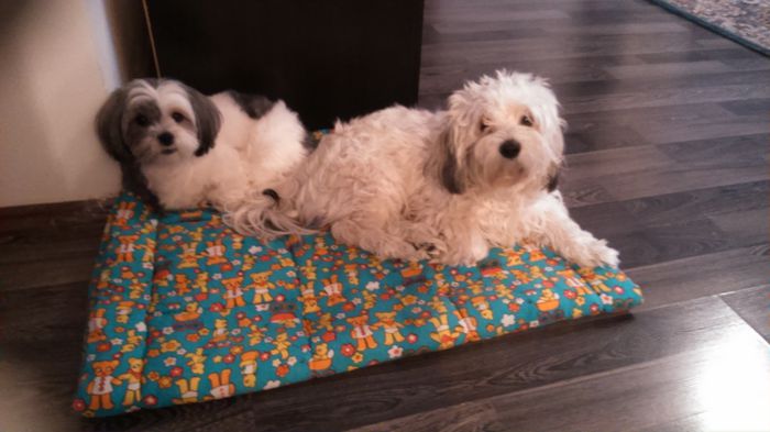 DSC_0876 - Fritz  Bella  Mimi