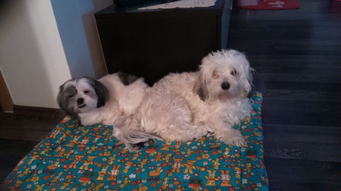 DSC_0882 - Fritz  Bella  Mimi