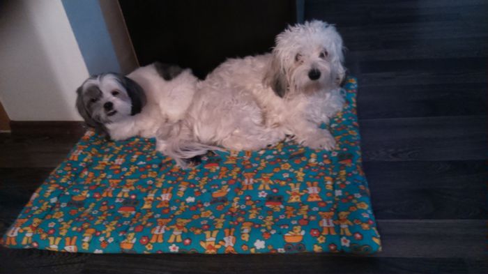 DSC_0884 - Fritz  Bella  Mimi