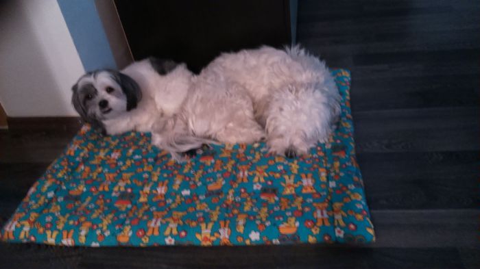 DSC_0885 - Fritz  Bella  Mimi