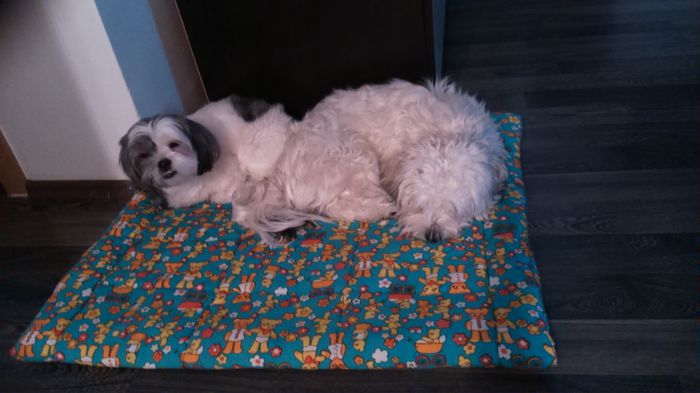 DSC_0886 - Fritz  Bella  Mimi