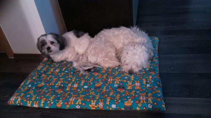 DSC_0887 - Fritz  Bella  Mimi