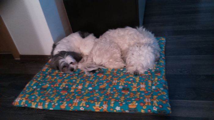 DSC_0888 - Fritz  Bella  Mimi