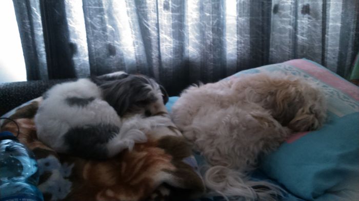 DSC_0892 - Fritz  Bella  Mimi