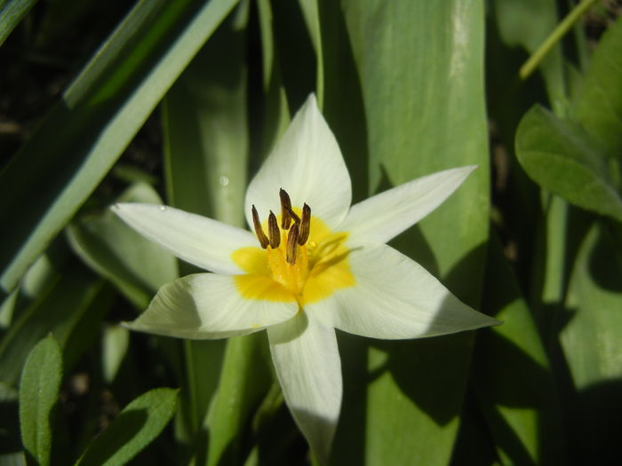 Tulipa Turkestanica (2015, April 05)