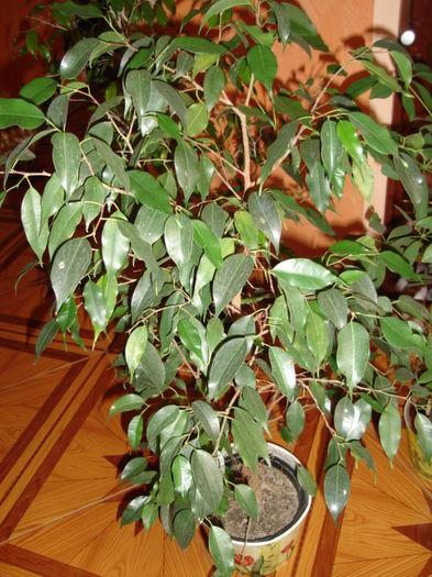 ficus benjamin