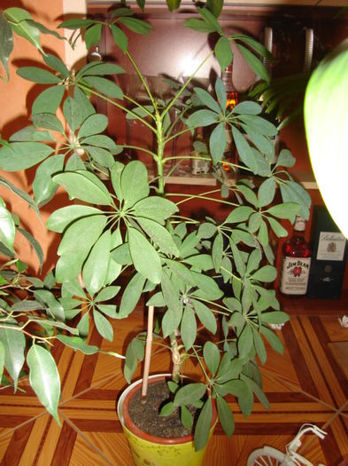 schefflera - flori la ghiveci