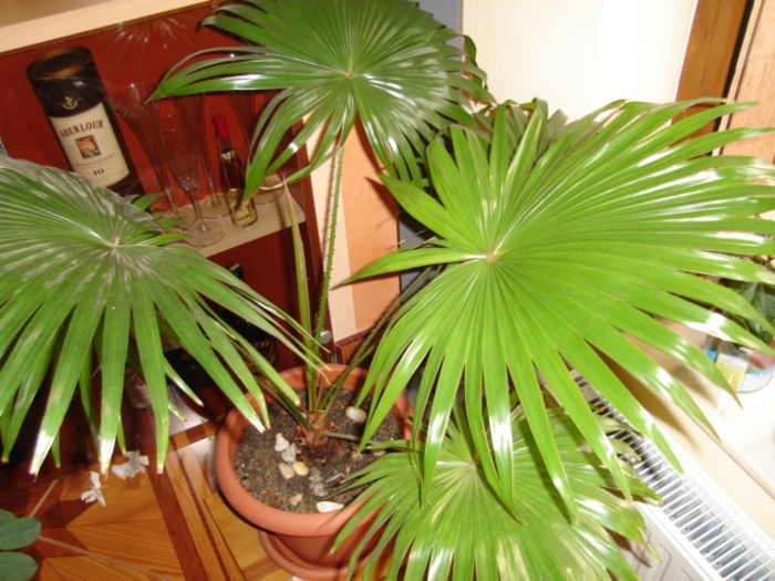 livingstonia rotundifolia