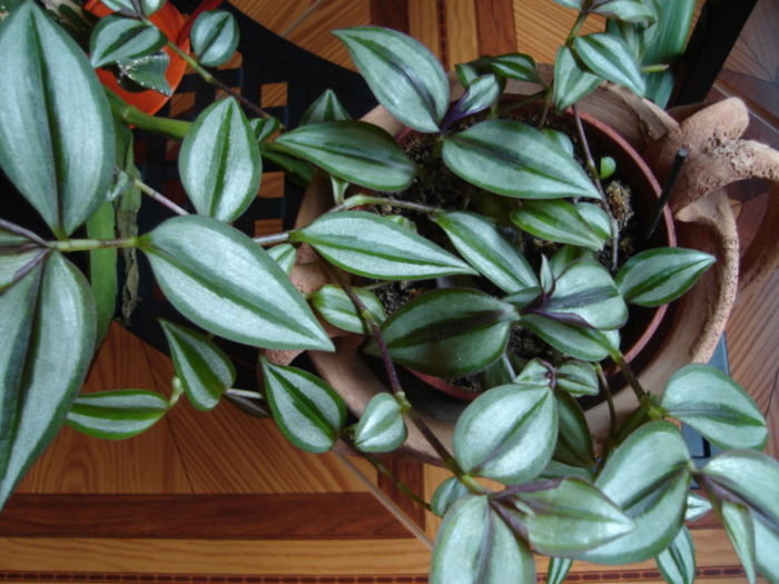 tradescantia zebrina