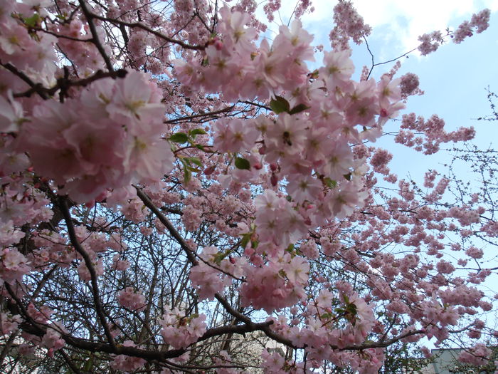 P3240046 - CALEIDOSCOP